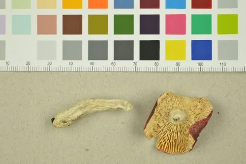 Russula minutula (Russula minutula) — photo mycologique