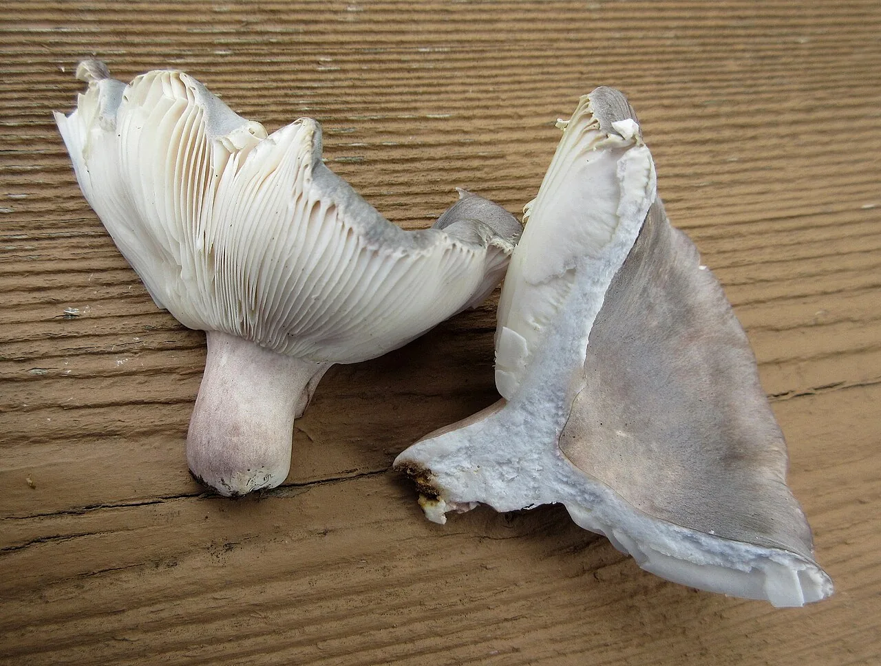 Russula modesta (Russula modesta) — photo mycologique