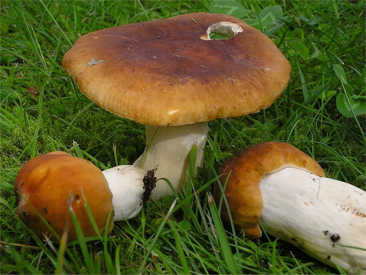 Russula mustelina (Russula mustelina) — photo mycologique