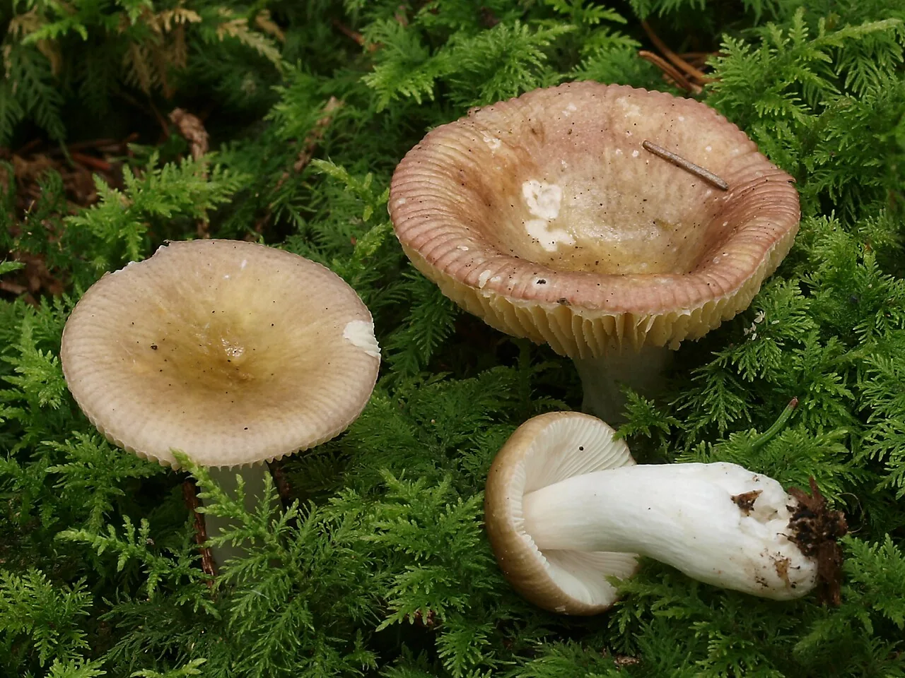 Russula nauseosa (Russula nauseosa) — photo mycologique