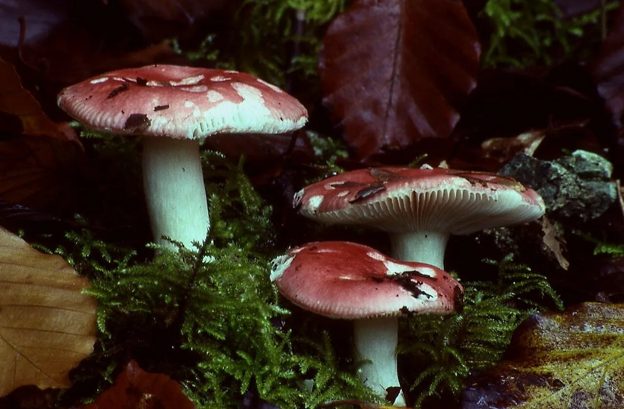 Russula nobilis (Russula nobilis) — photo mycologique