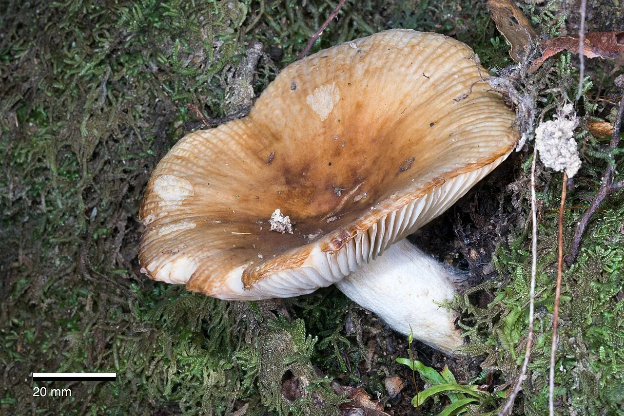 Russula novae-zelandiae (Russula novae-zelandiae) — photo mycologique