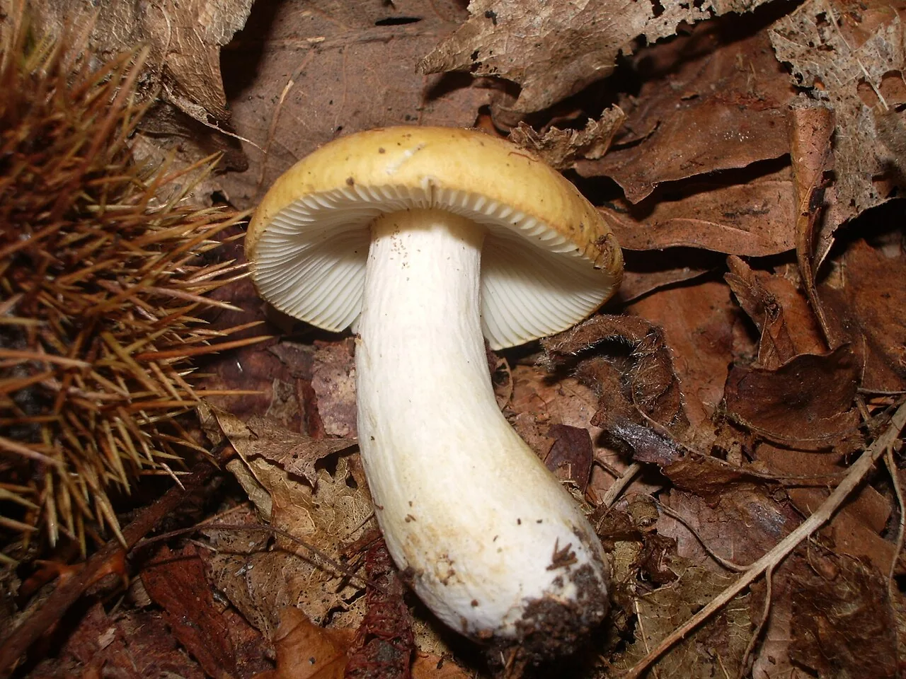 Russula ochroleuca (Russula ochroleuca) — photo mycologique