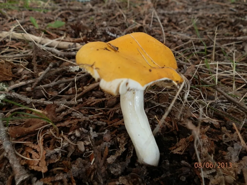Russula ochroleucoides (Russula ochroleucoides) — photo mycologique