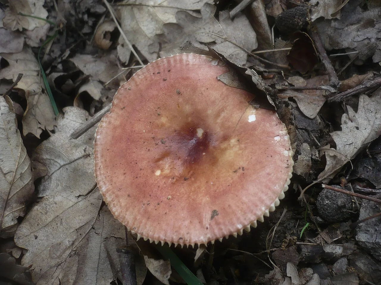 Russula odorata (Russula odorata) — photo mycologique