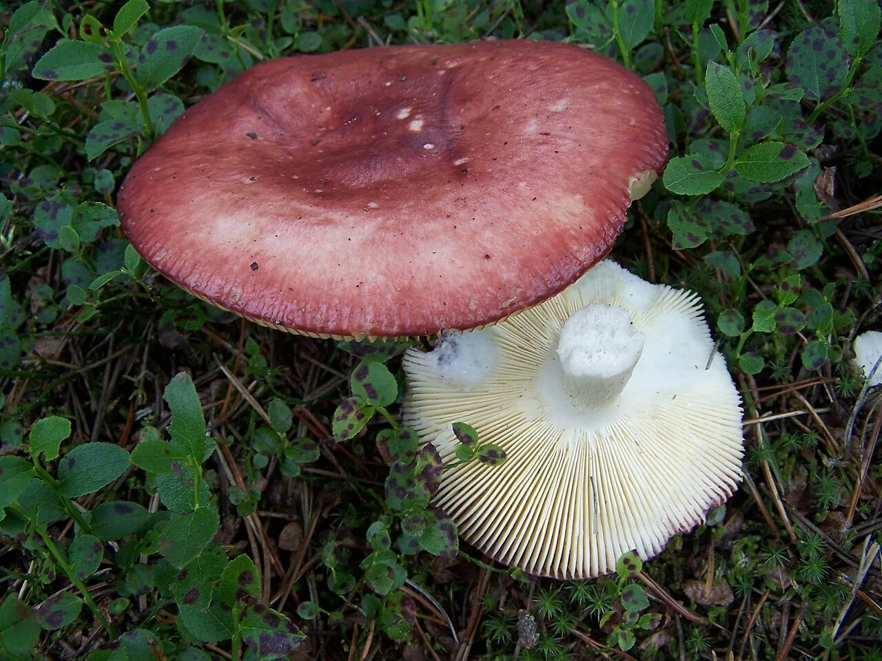 Russula paludosa (Russula paludosa) — photo mycologique