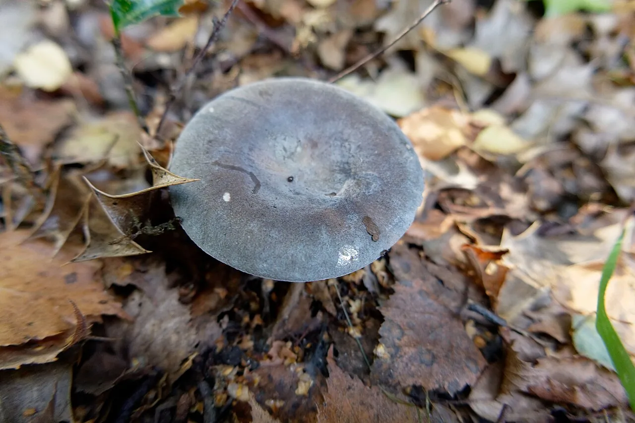 Russula parazurea (Russula parazurea) — photo mycologique