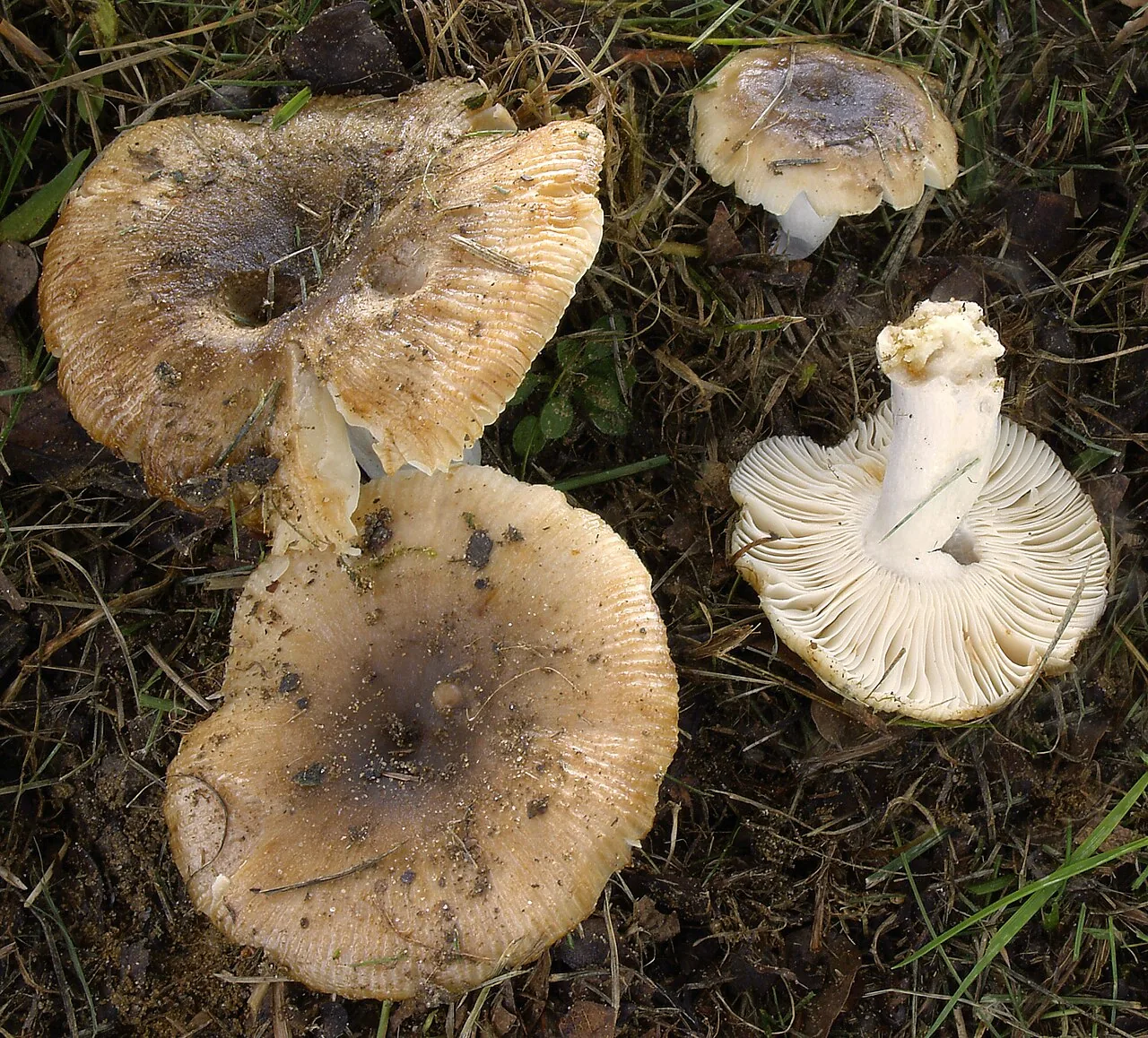 Russula pectinatoides (Russula pectinatoides) — photo mycologique