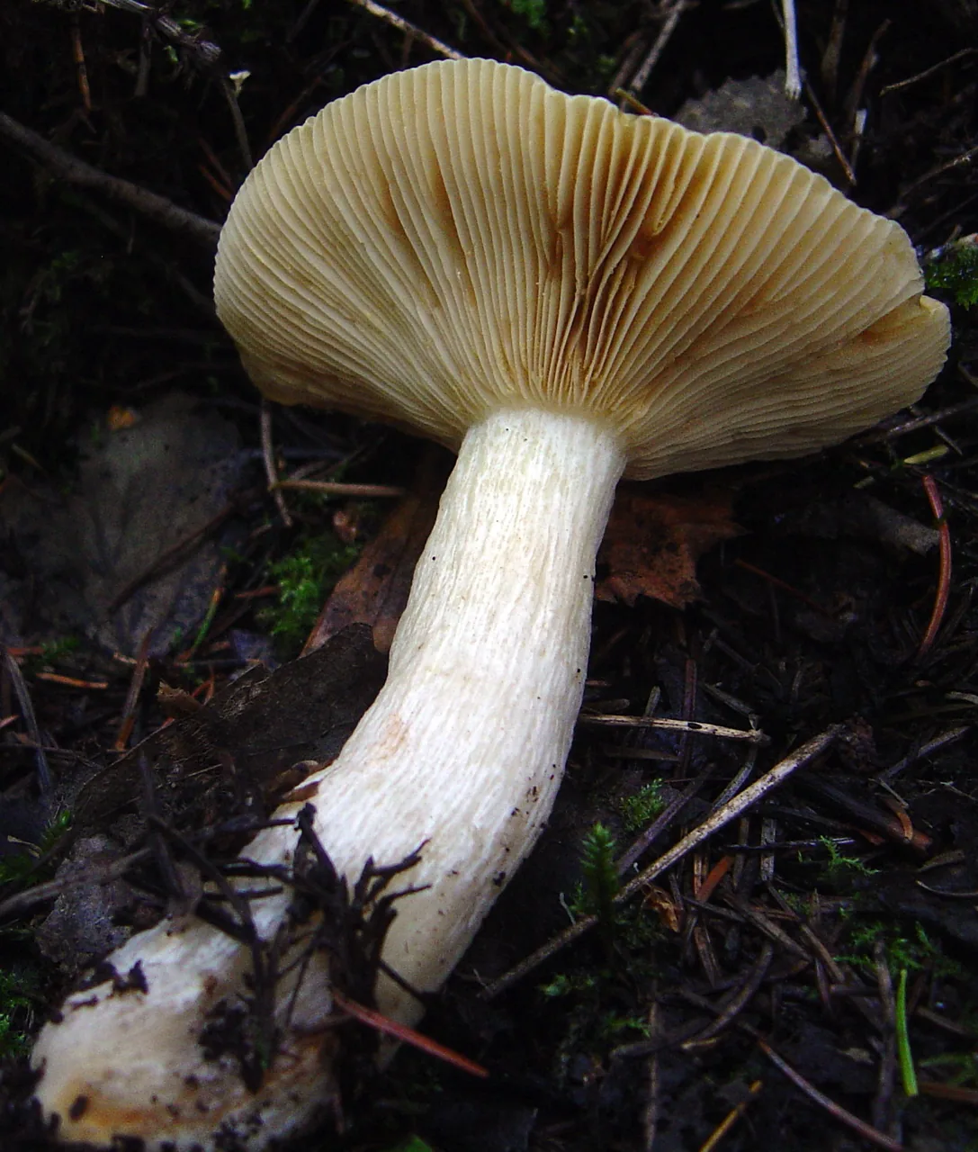 Russula postiana (Russula postiana) — photo mycologique