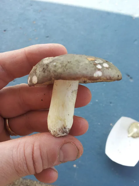 Russula pseudo-olivascens (Russula pseudo-olivascens) — photo mycologique