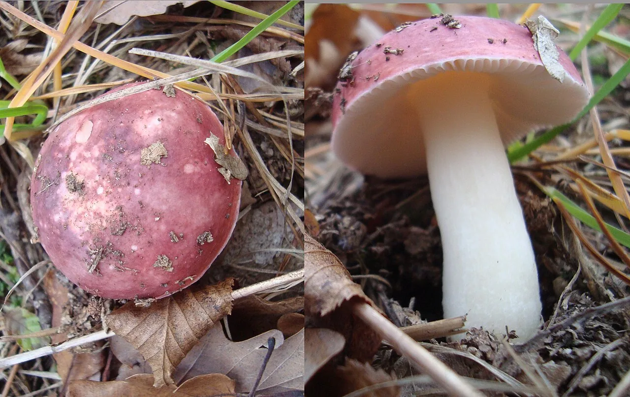 Russula pseudointegra (Russula pseudointegra) — photo mycologique