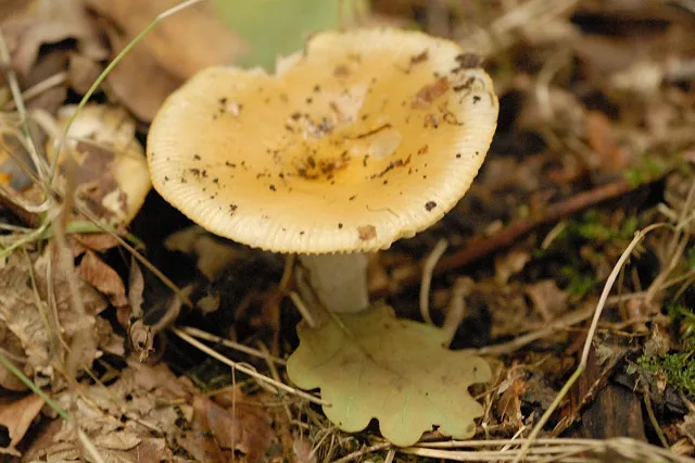 Russula raoultii (Russula raoultii) — photo mycologique