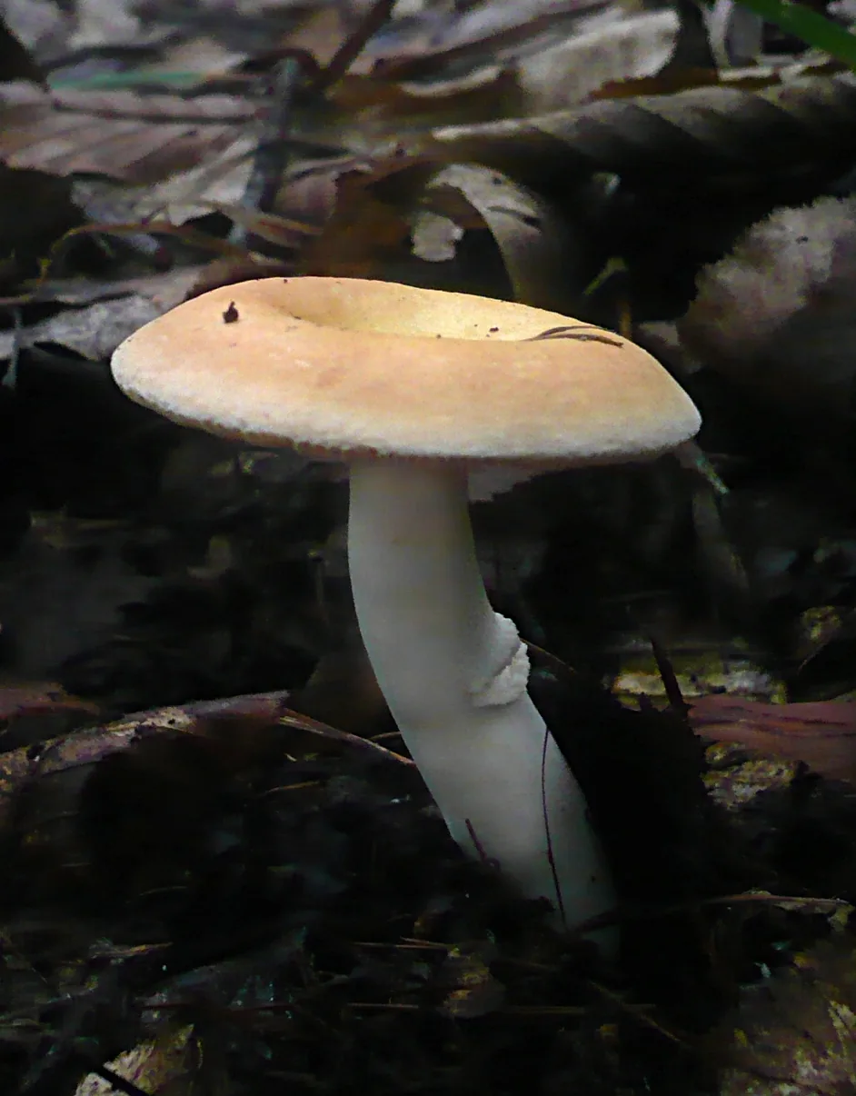 Russula risigallina (Russula risigallina) — photo mycologique