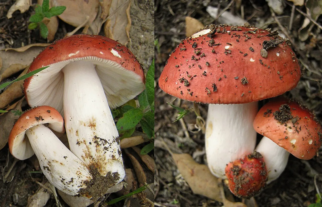 Russula rosea (Russula rosea) — photo mycologique