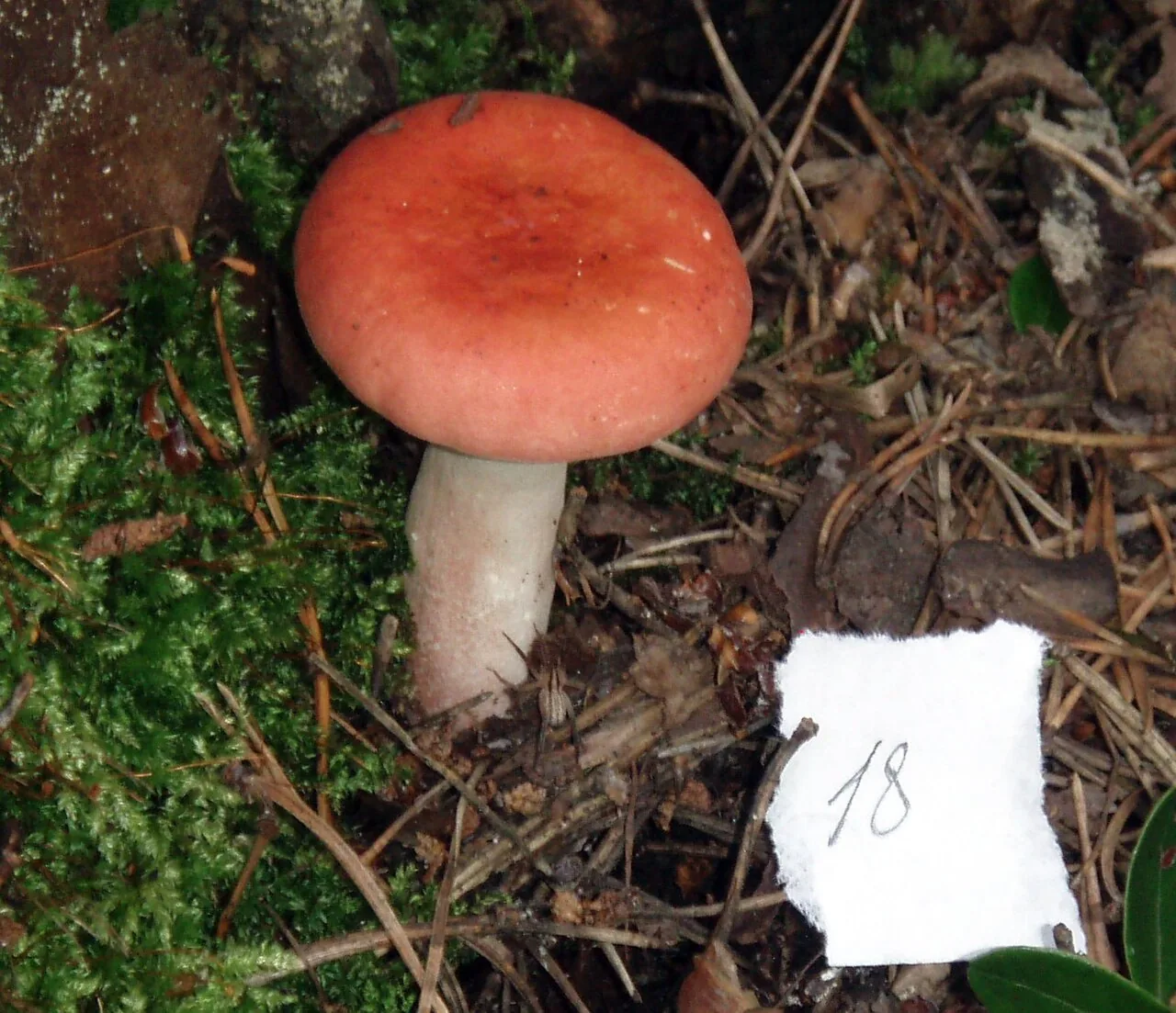 Russula roseipes (Russula roseipes) — photo mycologique