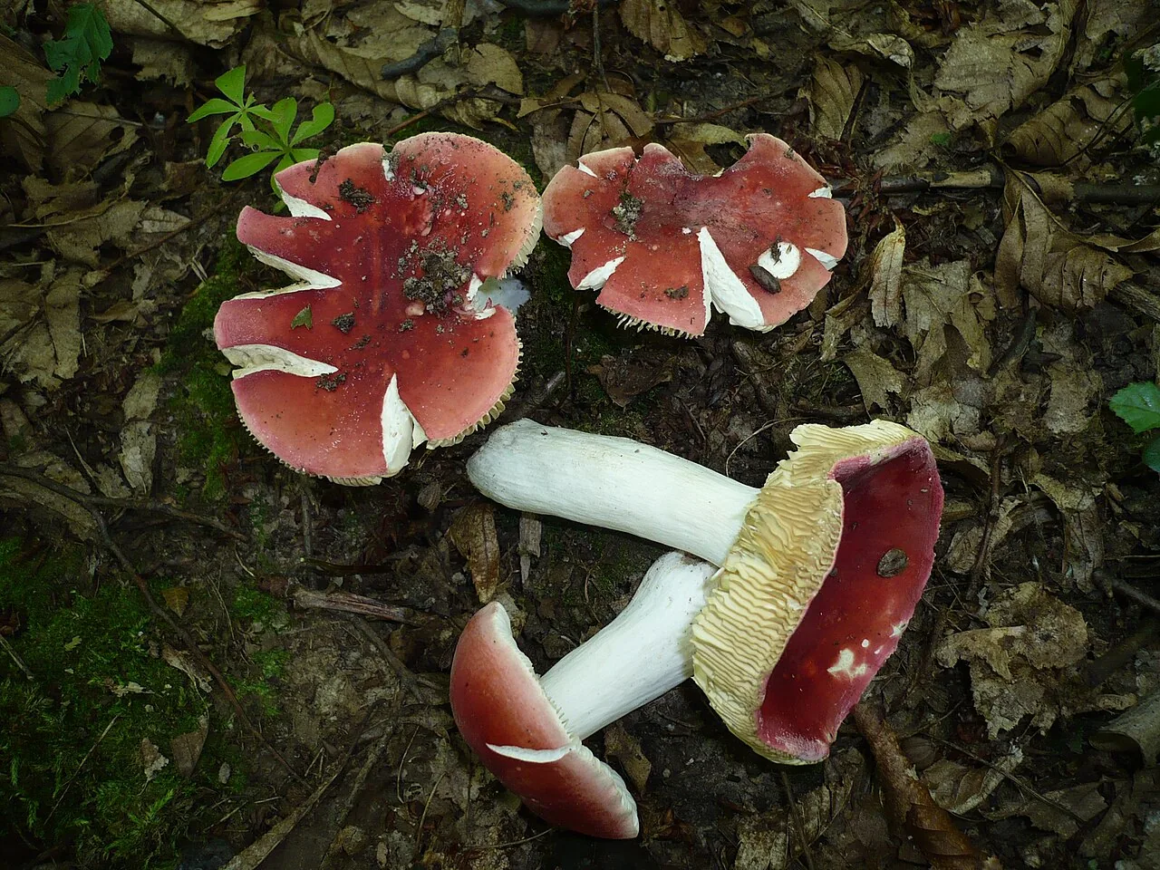Russula rubra (Russula rubra) — photo mycologique