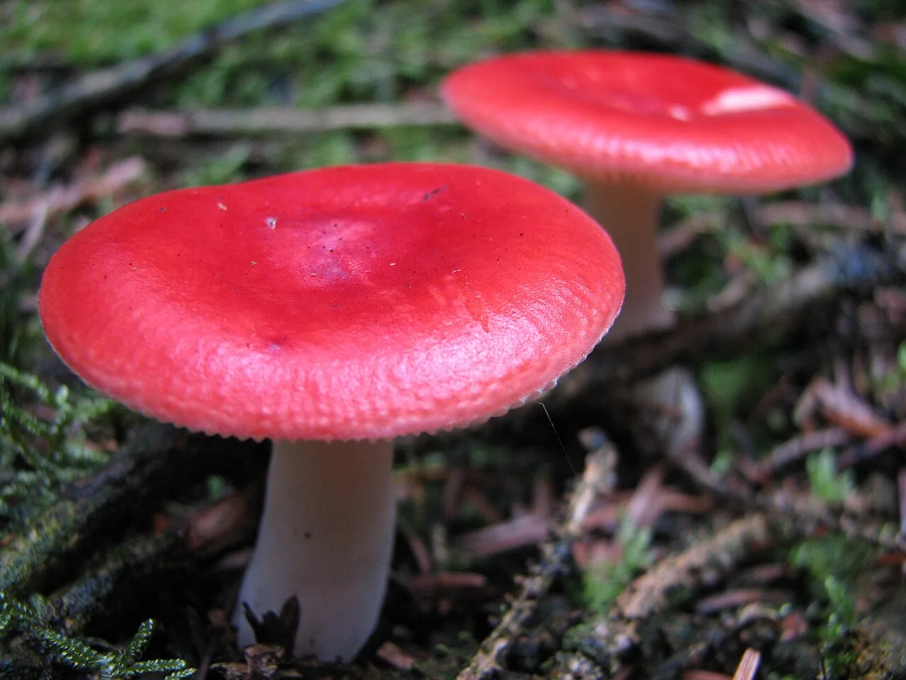 Russula schaefferi (Russula schaefferi) — photo mycologique
