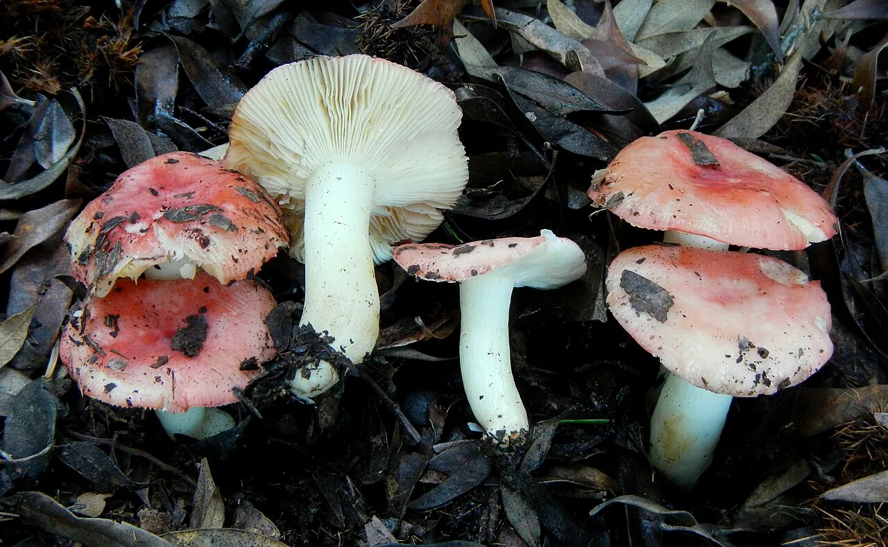 Russula silvicola (Russula silvicola) — photo mycologique