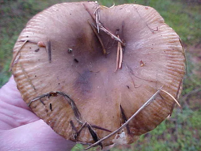 Russula sororia (Russula sororia) — photo mycologique