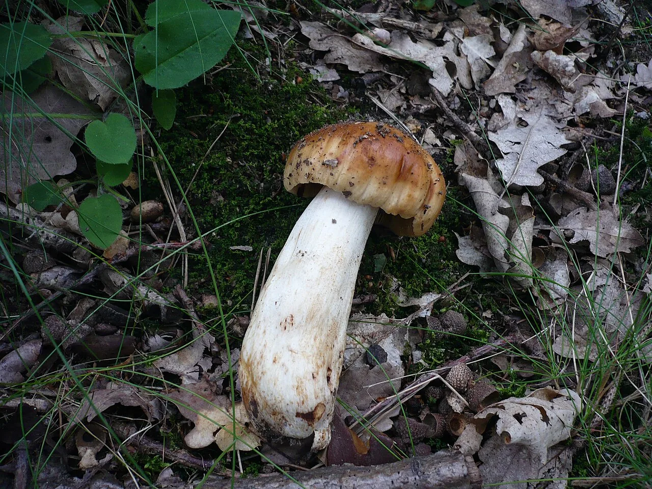 Russula subfoetens (Russula subfoetens) — photo mycologique