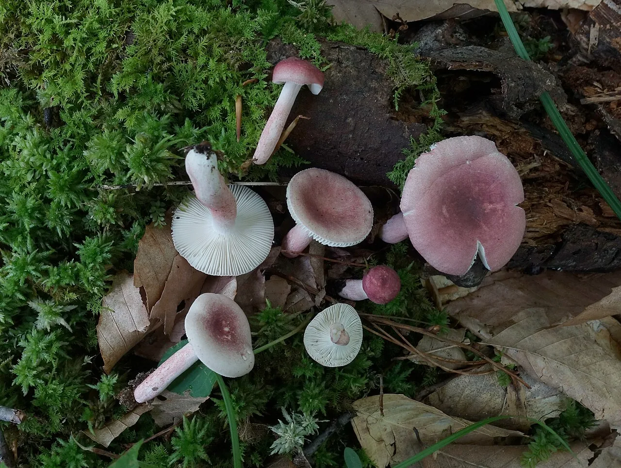 Russula subtilis (Russula subtilis) — photo mycologique