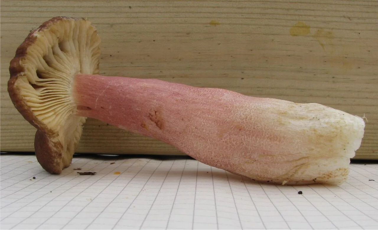 Russula taigarum (Russula taigarum) — photo mycologique