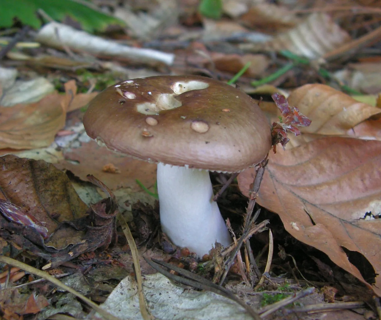 Russula trimbachii (Russula trimbachii) — photo mycologique