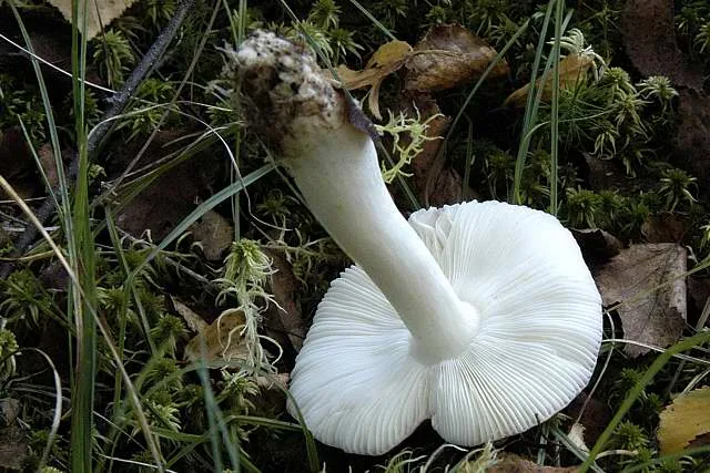 Russula versicolor (Russula versicolor) — photo mycologique