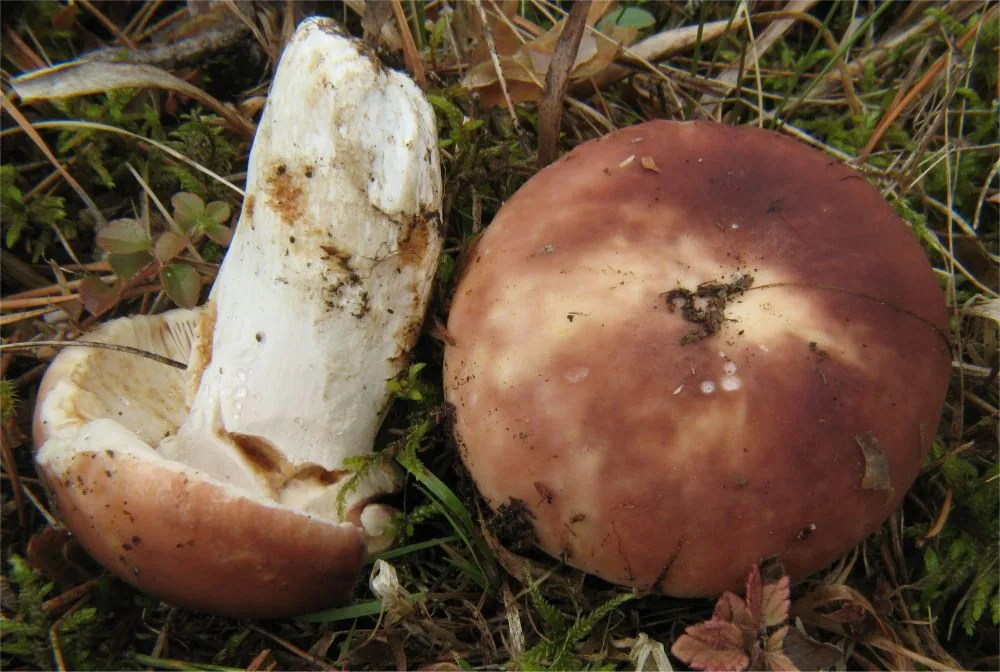 Russula vesca (Russula vesca) — photo mycologique