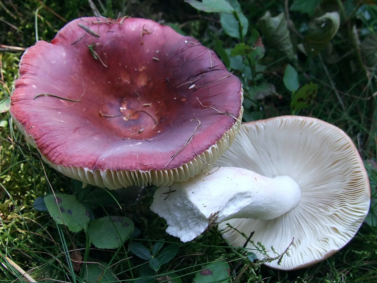 Russula vinosa (Russula vinosa) — photo mycologique