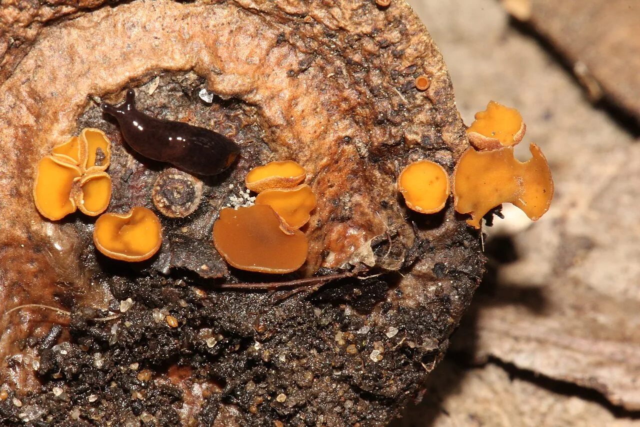 Rutstroemia nebulosa (Rutstroemia nebulosa) — photo mycologique