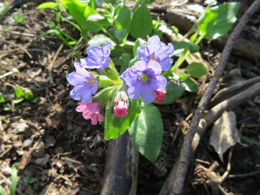 Saccharata kirstenboschensis (Saccharata kirstenboschensis) — photo mycologique