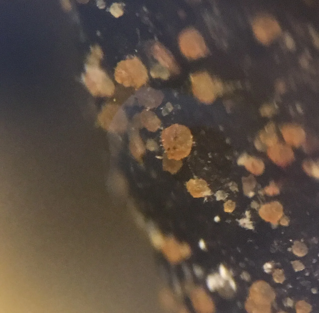 Saccobolus pseudoviolaceus (Saccobolus pseudoviolaceus) — photo mycologique