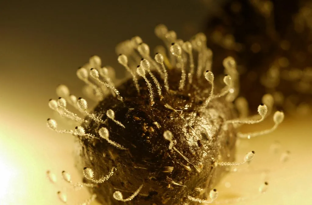 Sacidium abietis (Sacidium abietis) — photo mycologique