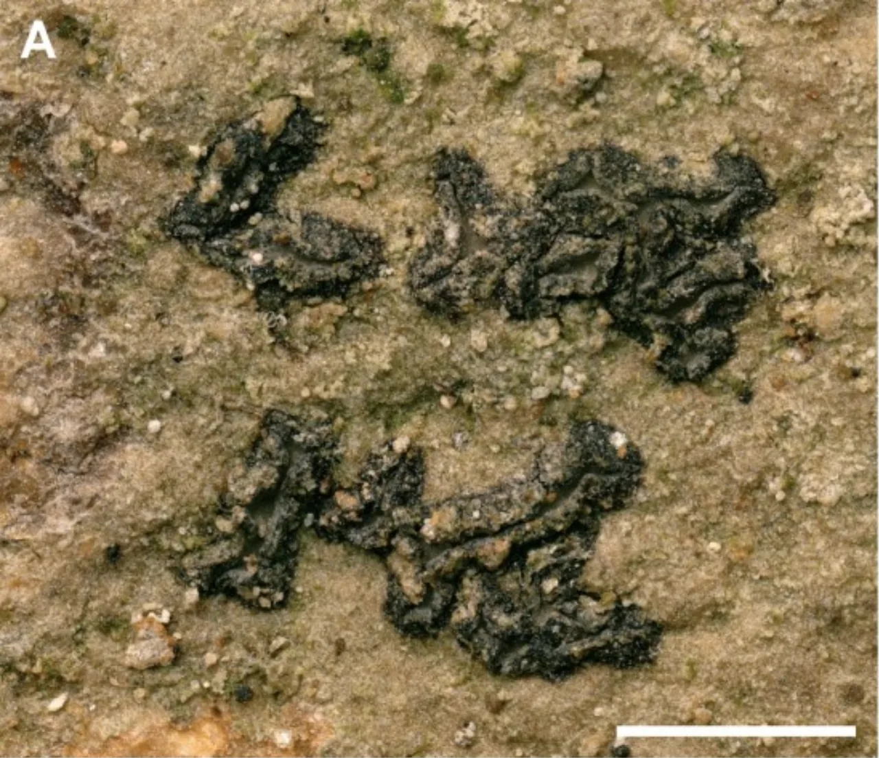 Sagiolechia parasitica (Sagiolechia parasitica) — photo mycologique