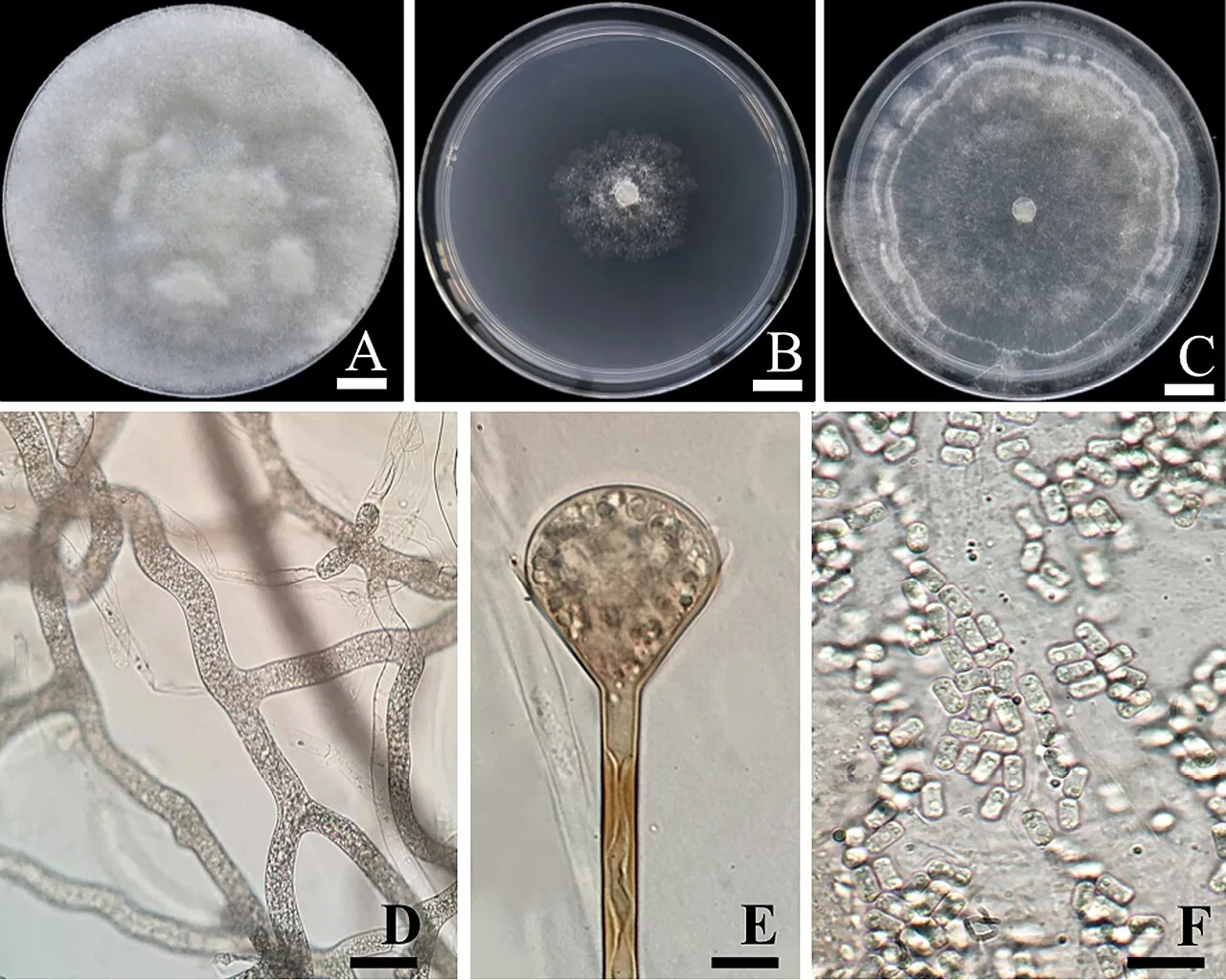 Saksenaea oblongispora (Saksenaea oblongispora) — photo mycologique