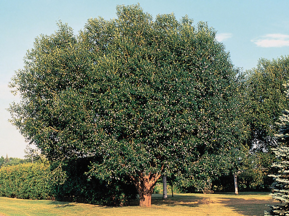 Saule (Salix) — photo botanique