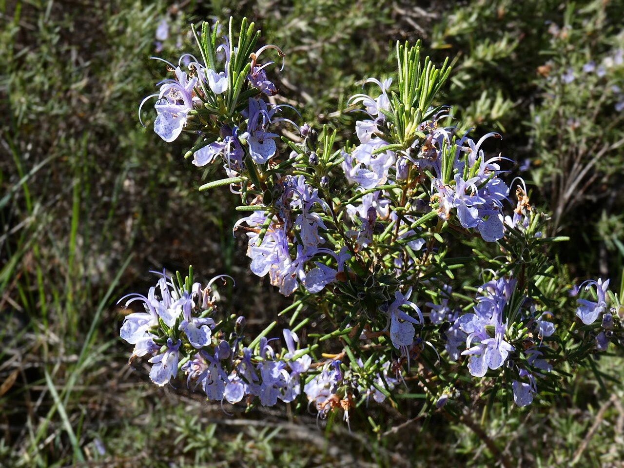 Romarin (Salvia rosmarinus) — photo botanique