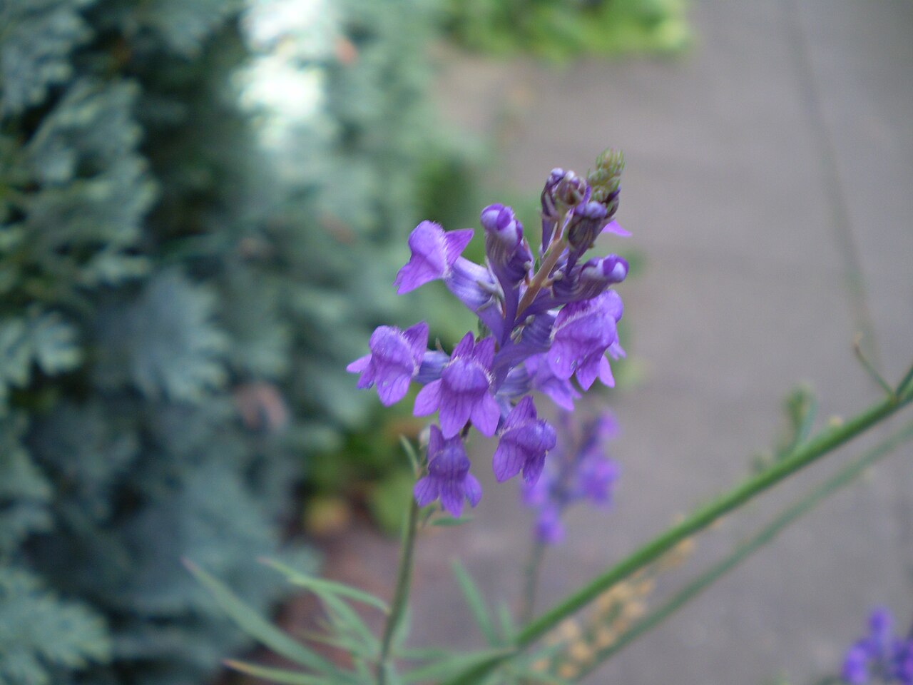 Sauge (Salvia) — photo botanique