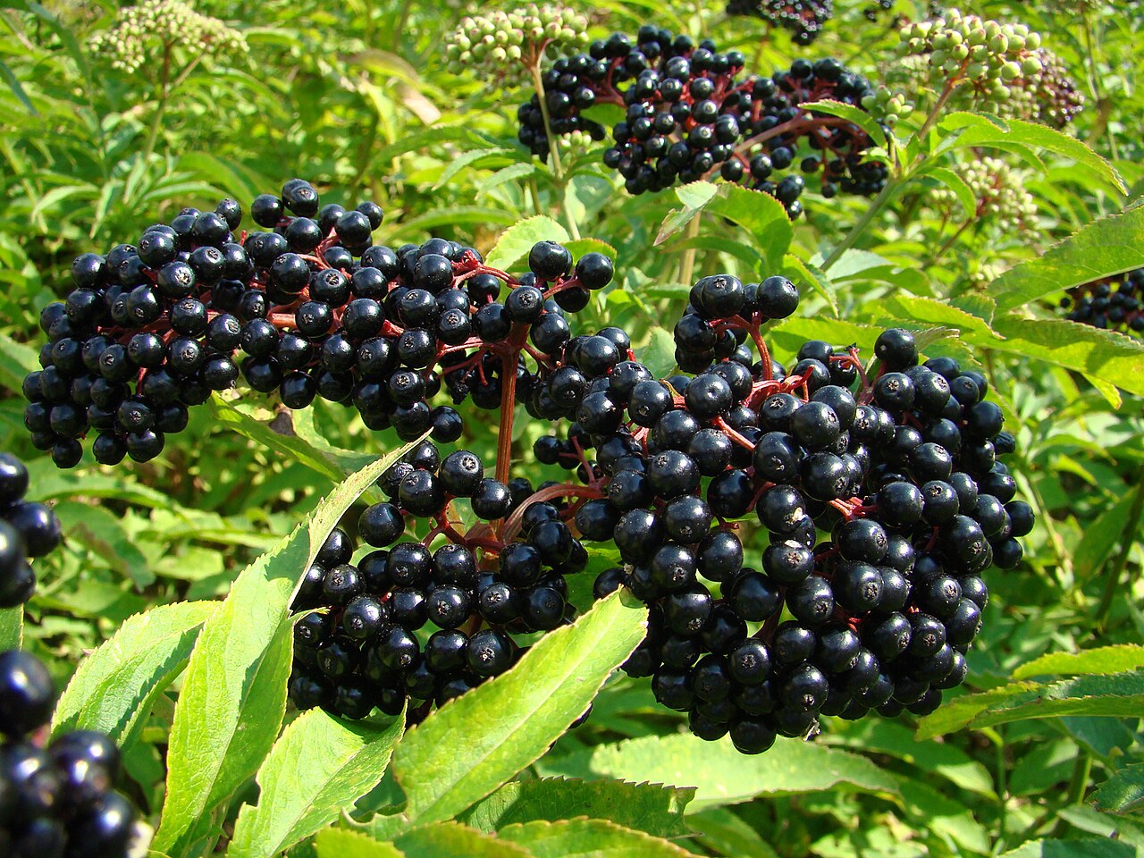 Sureau (Sambucus) — photo botanique