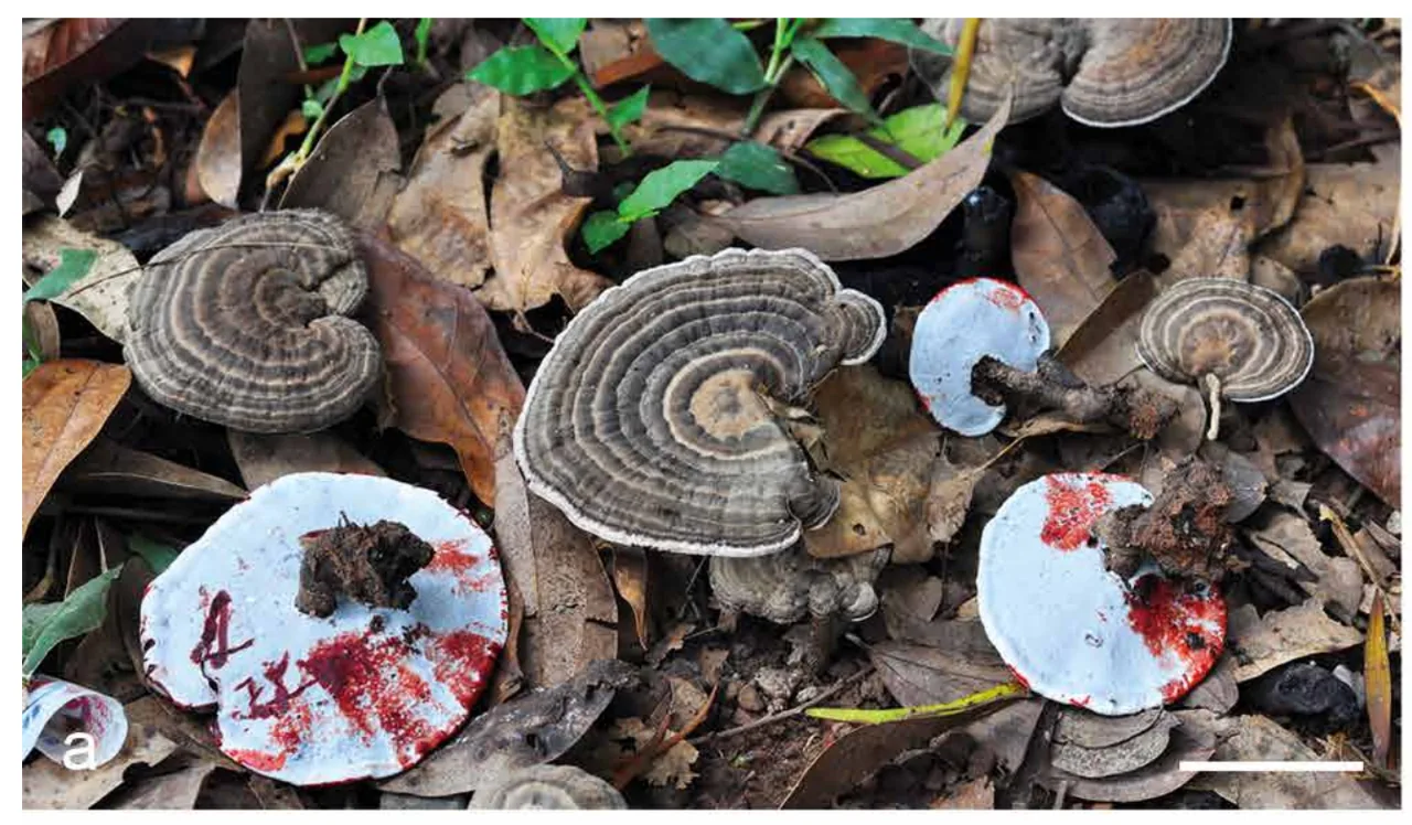 Sanguinoderma perplexum (Sanguinoderma perplexum) — photo mycologique