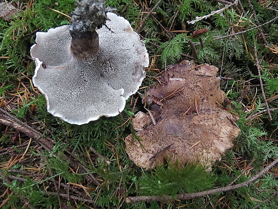 Sarcodon calvatus (Sarcodon calvatus) — photo mycologique