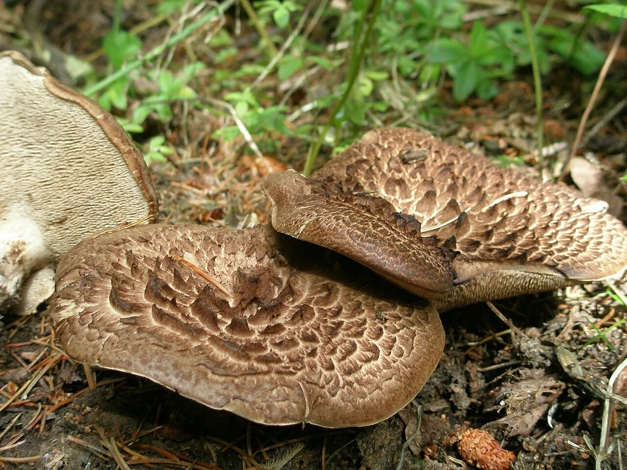 Sarcodon catalaunicus (Sarcodon catalaunicus) — photo mycologique