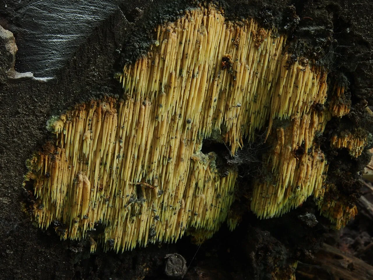 Sarcodontia setosa (Sarcodontia setosa) — photo mycologique
