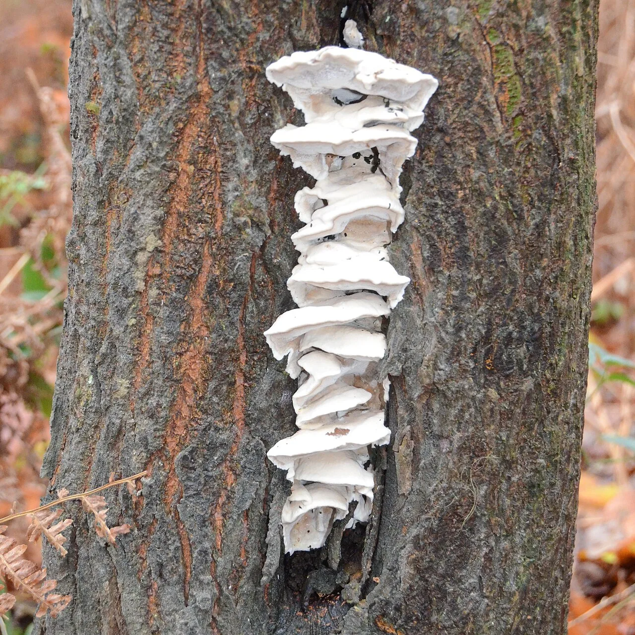 Sarcodontia spumea (Sarcodontia spumea) — photo mycologique