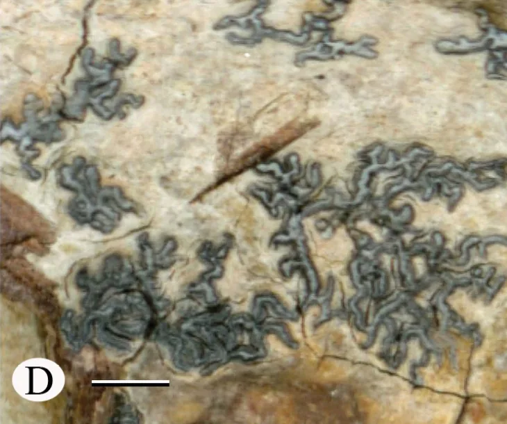 Sarcographa astroidea (Sarcographa astroidea) — photo mycologique
