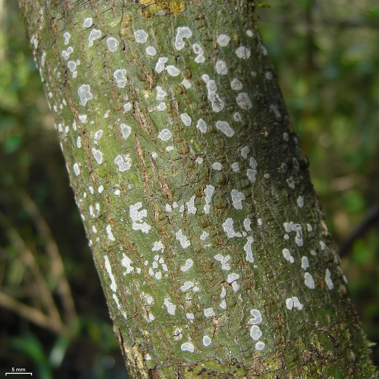 Sarcographa labyrinthica (Sarcographa labyrinthica) — photo mycologique