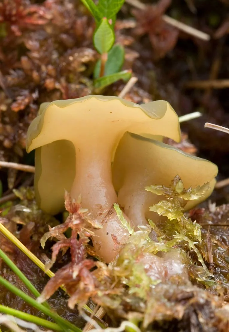 Sarcoleotia nigra (Sarcoleotia nigra) — photo mycologique