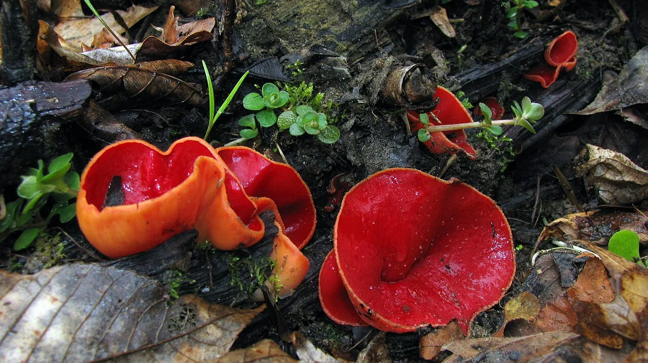 Sarcoscypha austriaca (Sarcoscypha austriaca) — photo mycologique