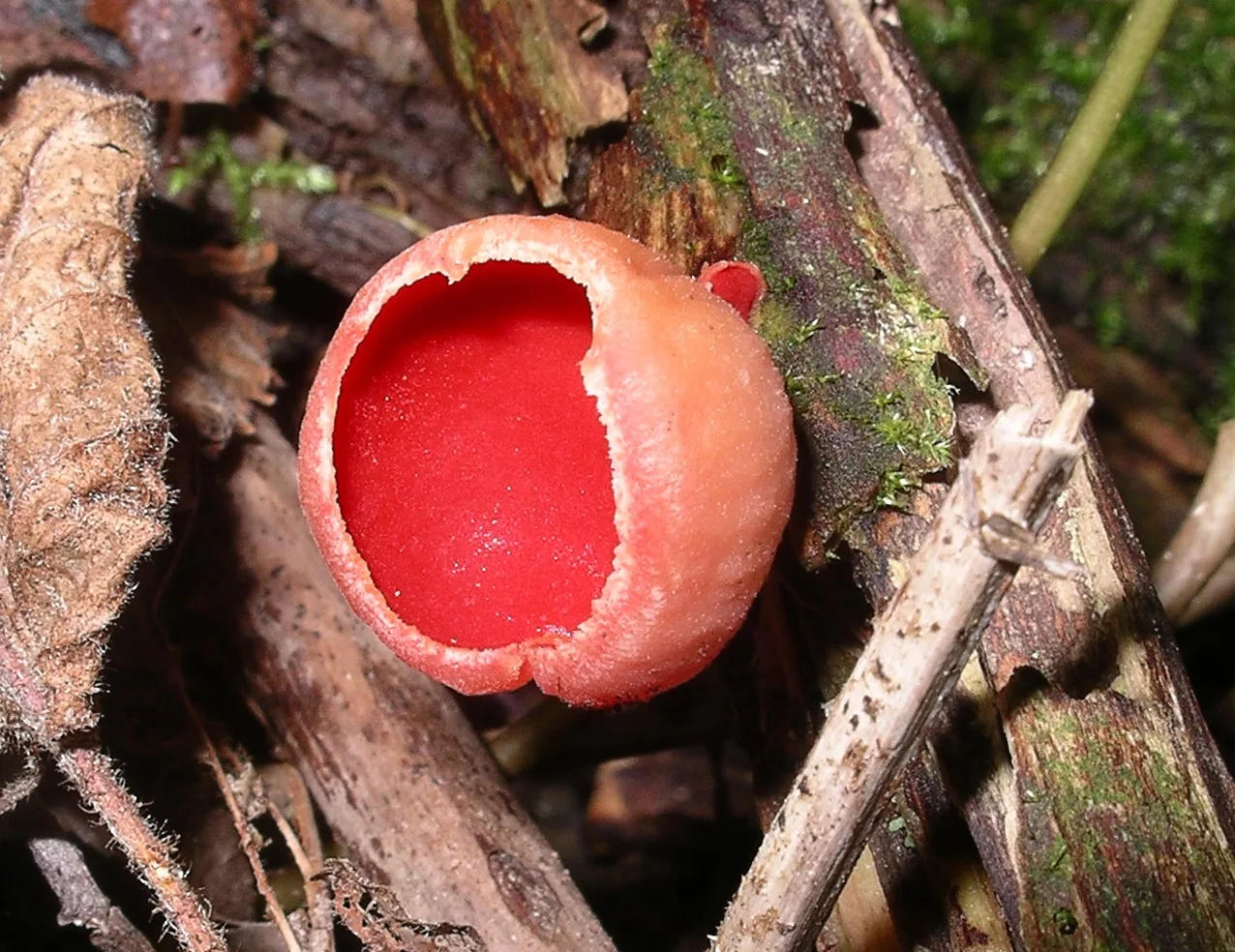 Sarcoscypha dawsonensis (Sarcoscypha dawsonensis) — photo mycologique